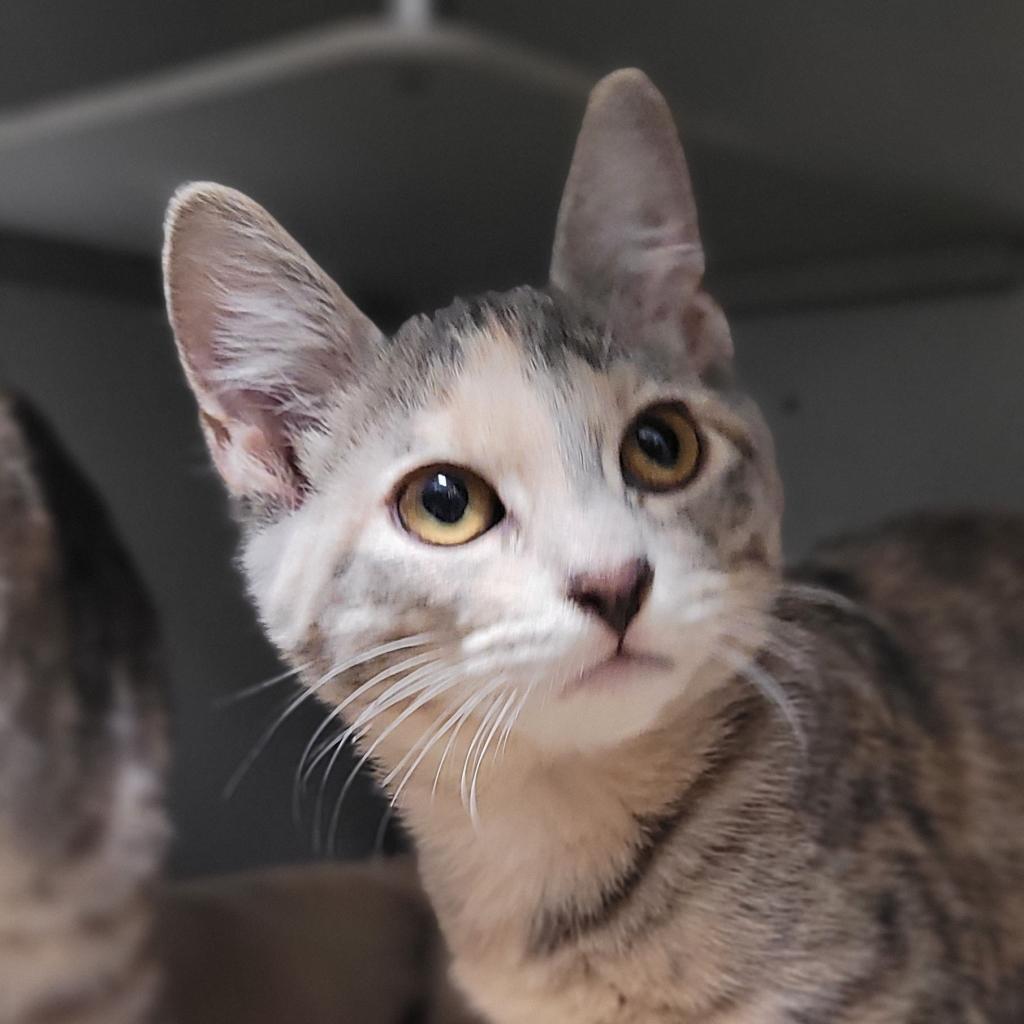 Iris, an adoptable Domestic Short Hair in Bismarck, ND, 58507 | Photo Image 3