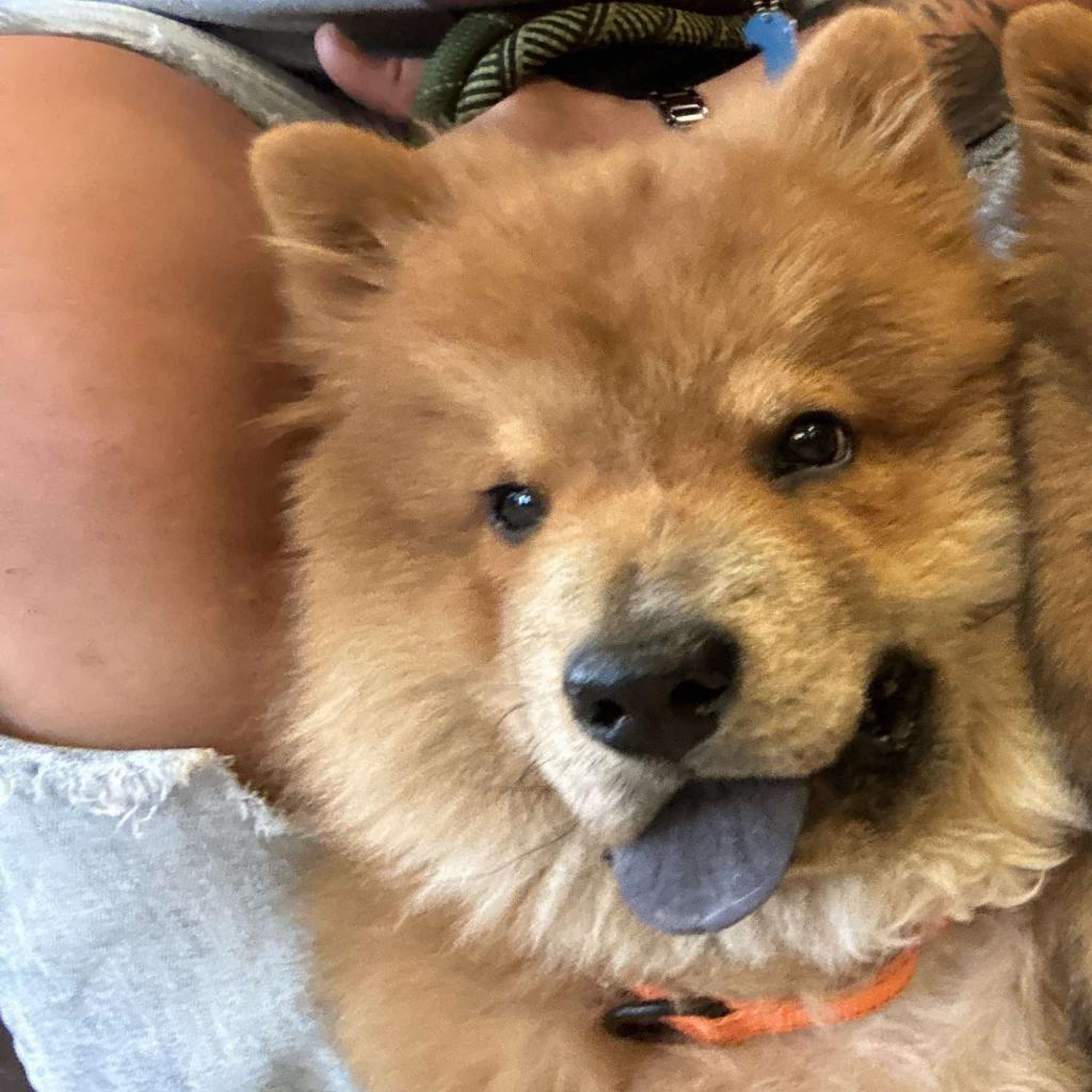 Dutch, an adoptable Chow Chow in Wichita, KS, 67278 | Photo Image 1