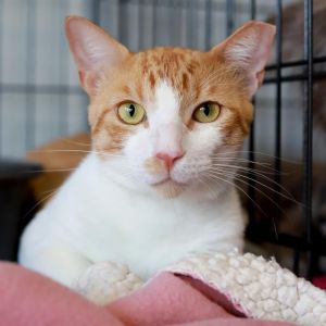 Robert Smith, Adult Male Domestic Short Hair