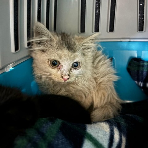 Kelly - Loving kitten, likes dogs & cats! Bonded w/ Rian! Adopt Sweet Pair, $100, an adoptable Domestic Short Hair in Flagstaff, AZ, 86004 | Photo Image 2