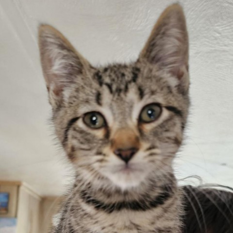 Brody, an adoptable Domestic Short Hair in Coos Bay, OR, 97420 | Photo Image 1