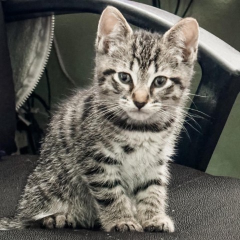 Brody, an adoptable Domestic Short Hair in Coos Bay, OR, 97420 | Photo Image 2