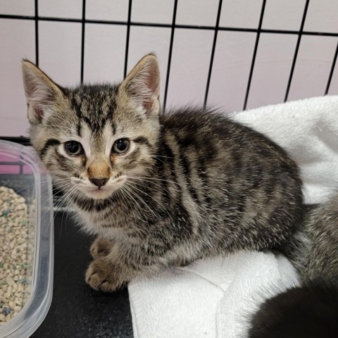 Brody, an adoptable Domestic Short Hair in Coos Bay, OR, 97420 | Photo Image 3