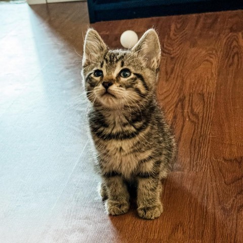 Bryan, an adoptable Domestic Short Hair in Coos Bay, OR, 97420 | Photo Image 2