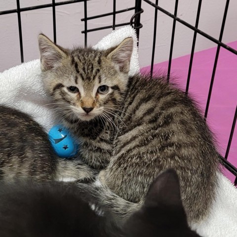 Bryan, an adoptable Domestic Short Hair in Coos Bay, OR, 97420 | Photo Image 3