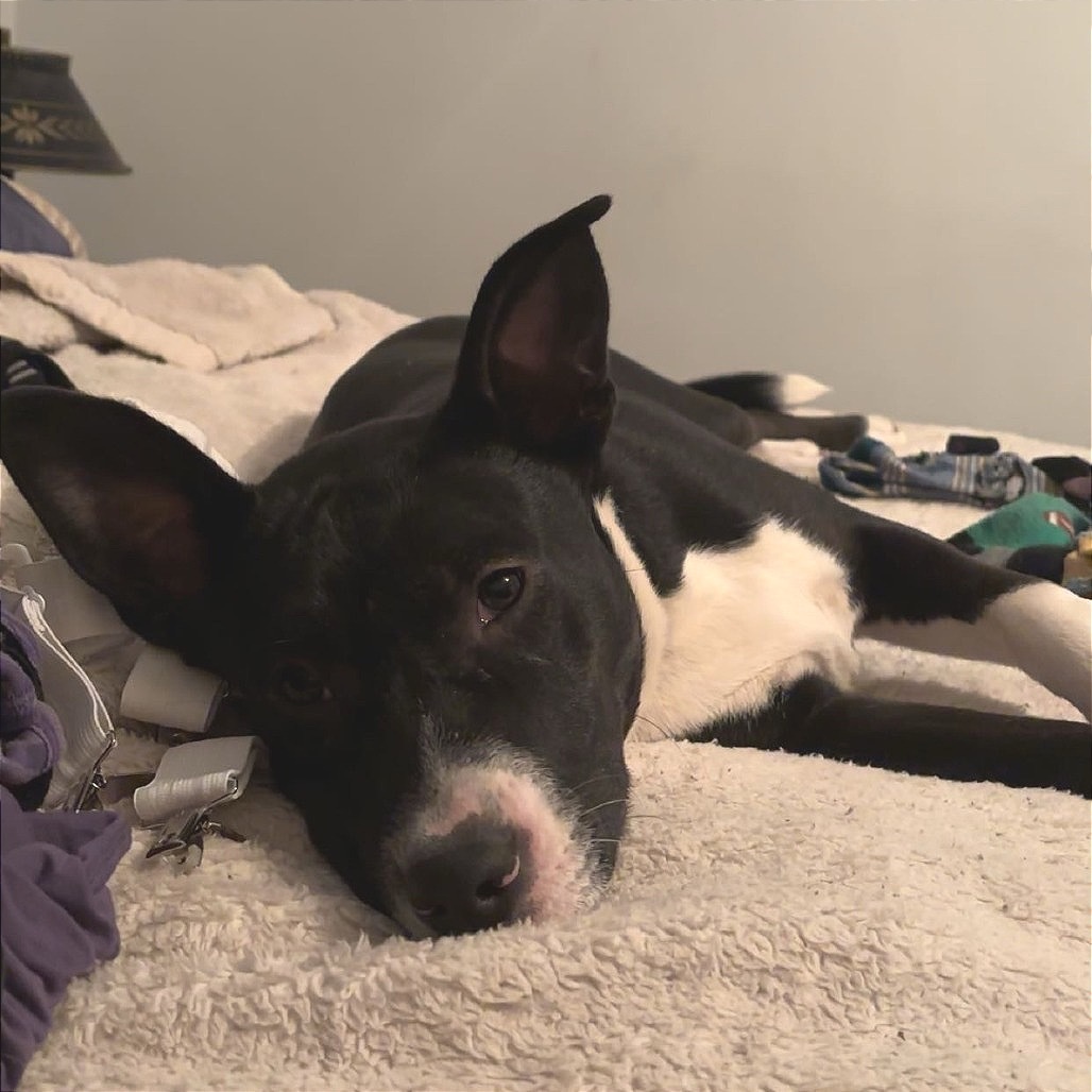 Skylar, an adoptable Mixed Breed in Mankato, MN, 56001 | Photo Image 1