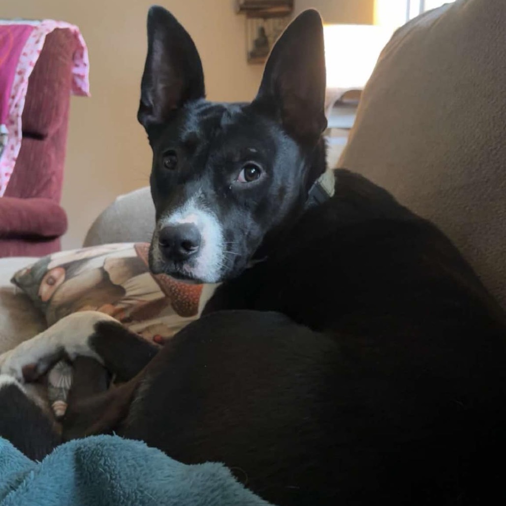 Skylar, an adoptable Mixed Breed in Mankato, MN, 56001 | Photo Image 1