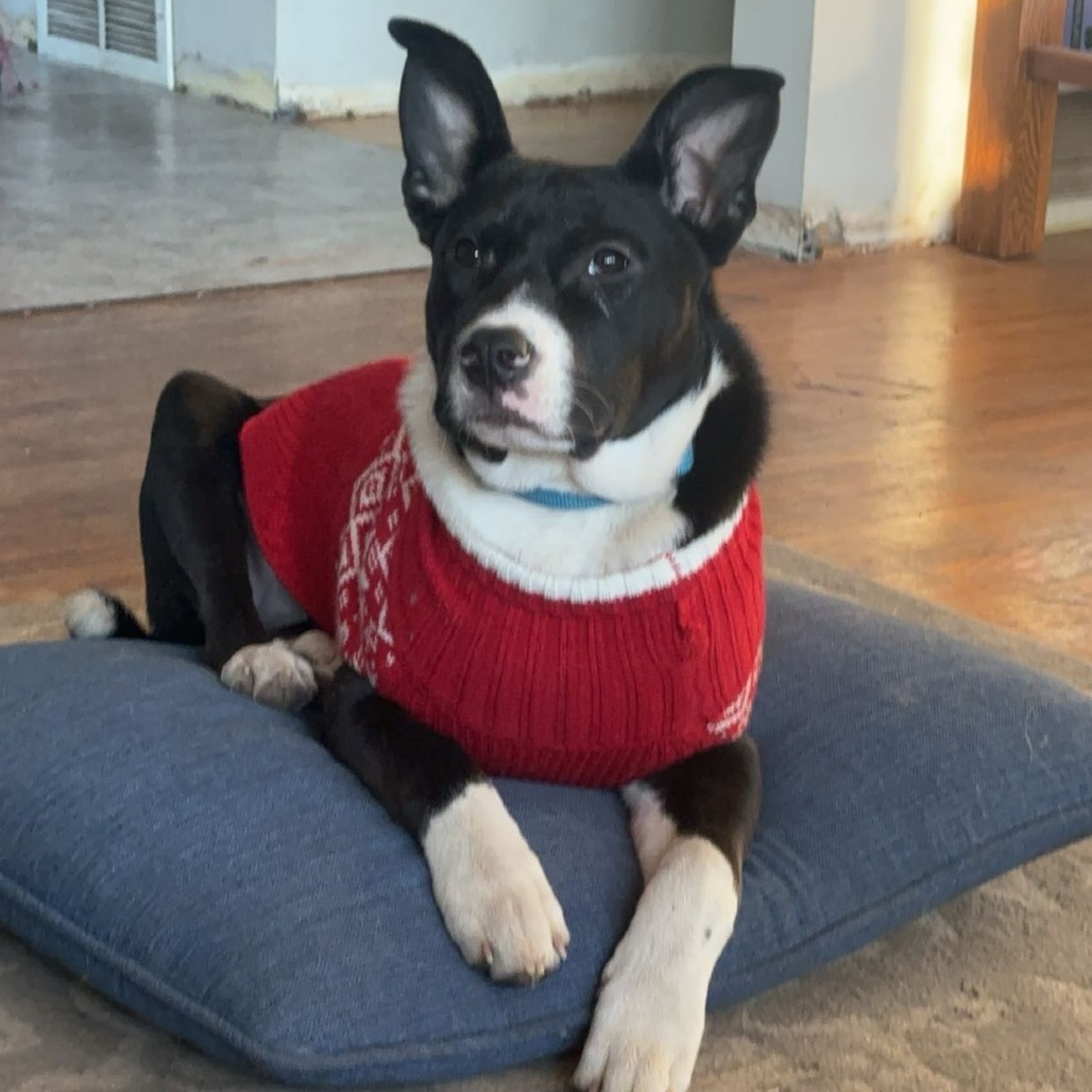 Skylar, an adoptable Mixed Breed in Mankato, MN, 56001 | Photo Image 1