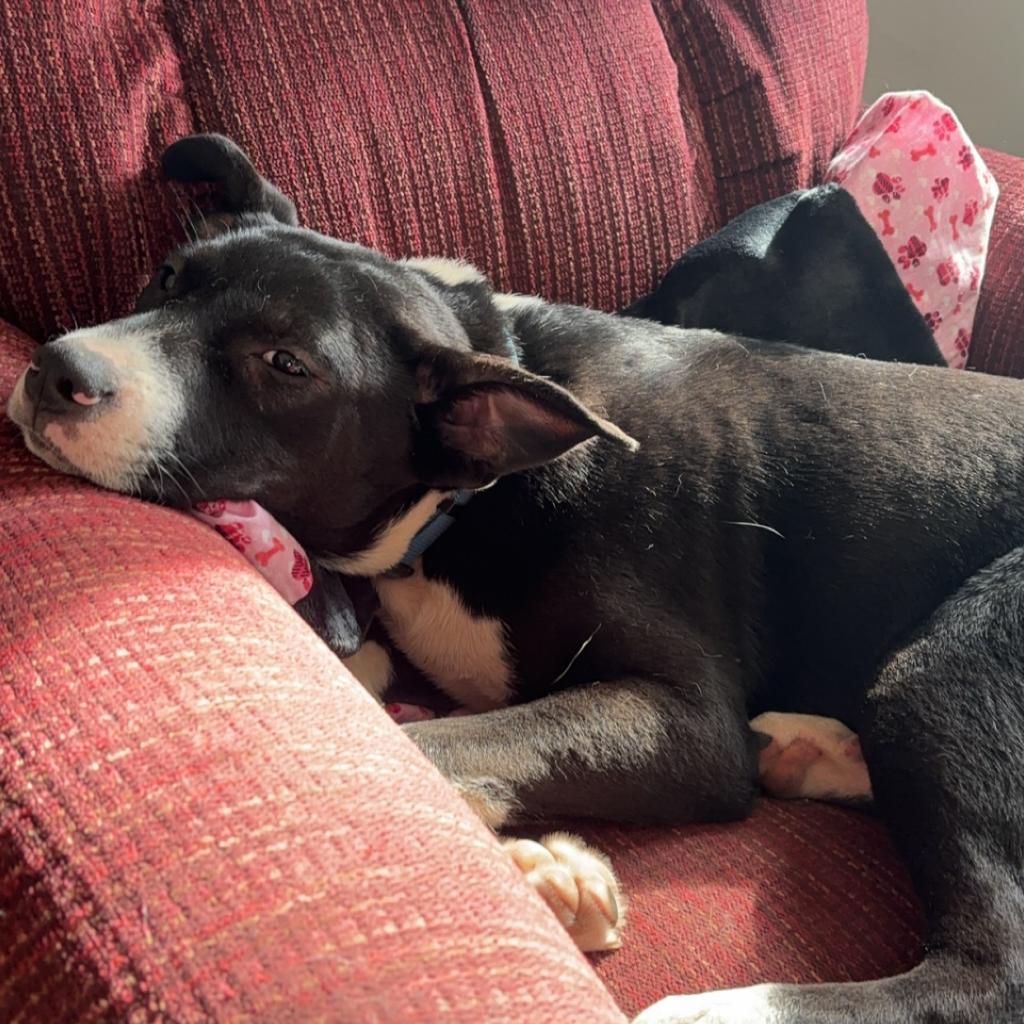 Skylar, an adoptable Mixed Breed in Mankato, MN, 56001 | Photo Image 2