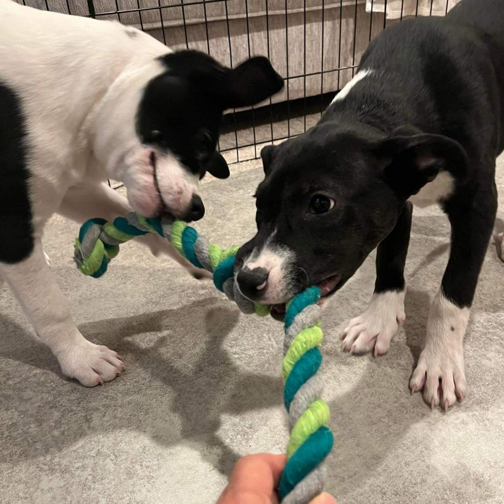 Skylar, an adoptable Mixed Breed in Mankato, MN, 56001 | Photo Image 3
