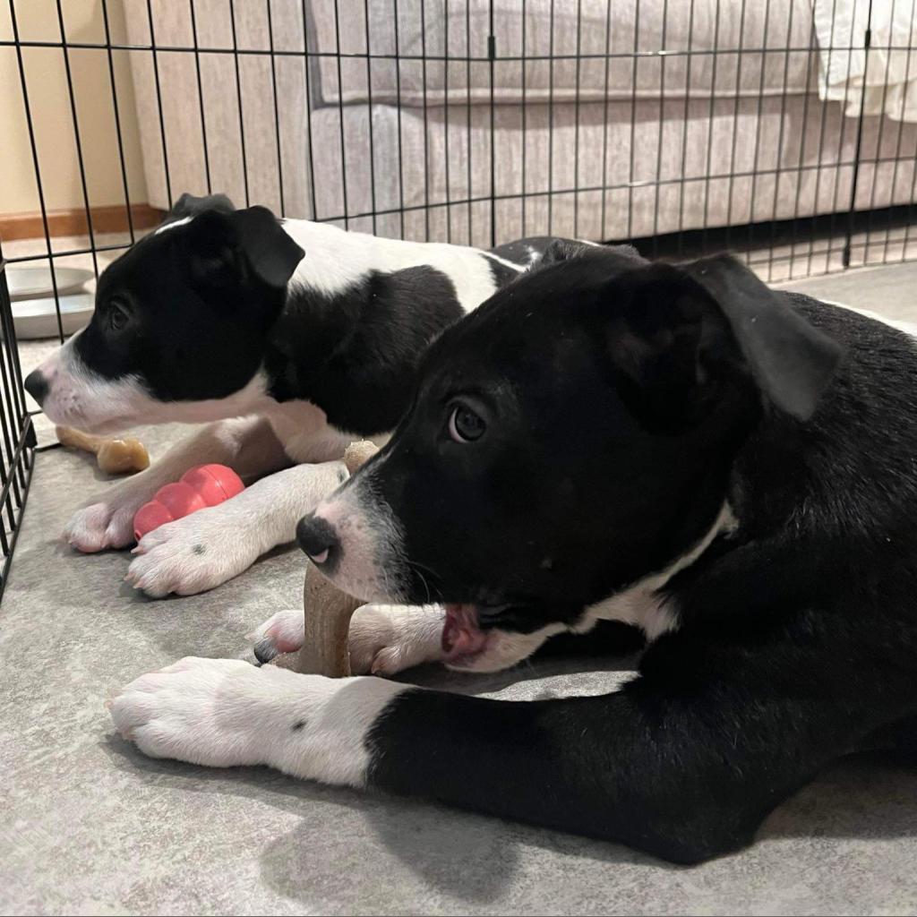 Skylar, an adoptable Mixed Breed in Mankato, MN, 56001 | Photo Image 4
