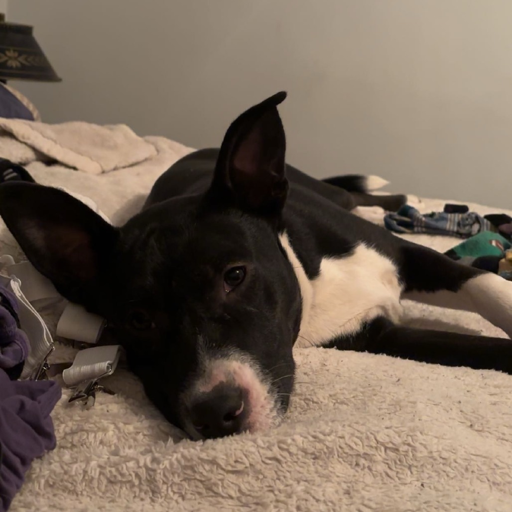 Skylar, an adoptable Mixed Breed in Mankato, MN, 56001 | Photo Image 4
