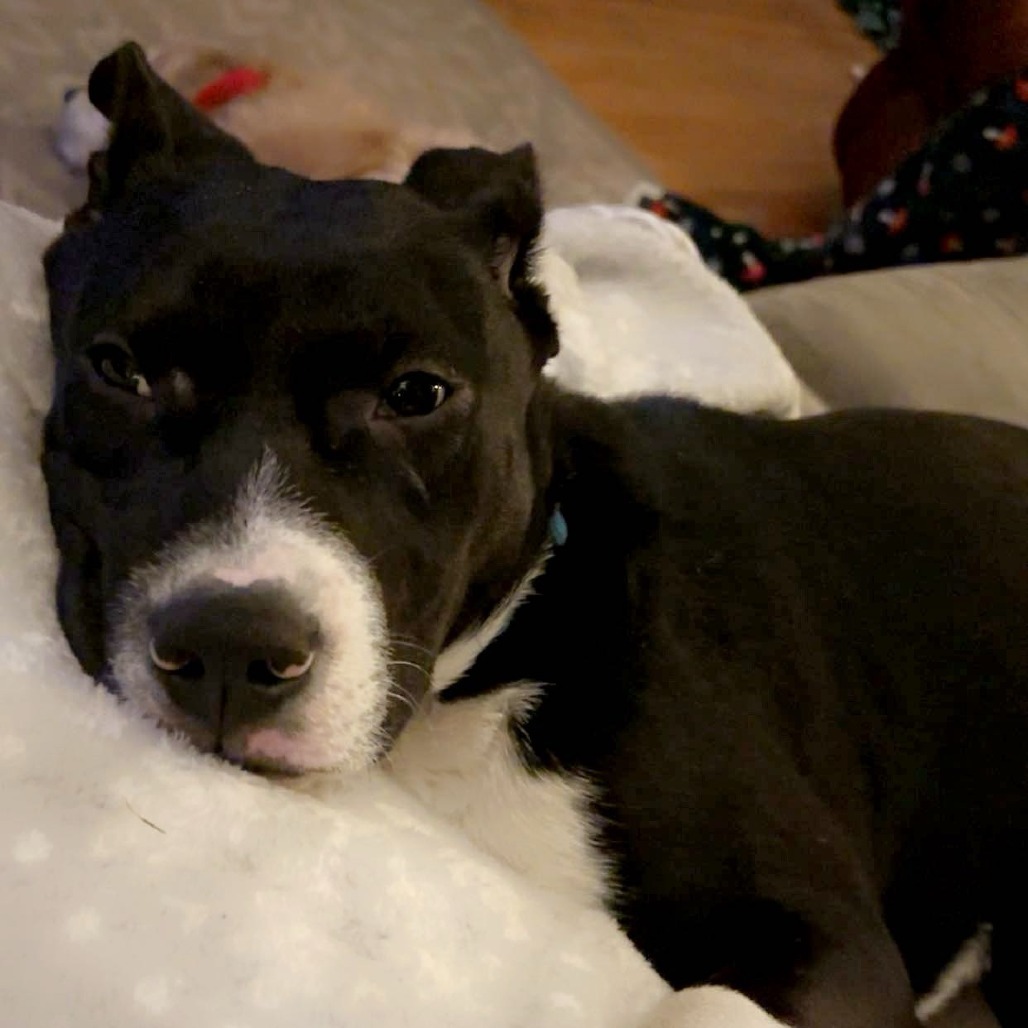 Skylar, an adoptable Mixed Breed in Mankato, MN, 56001 | Photo Image 4