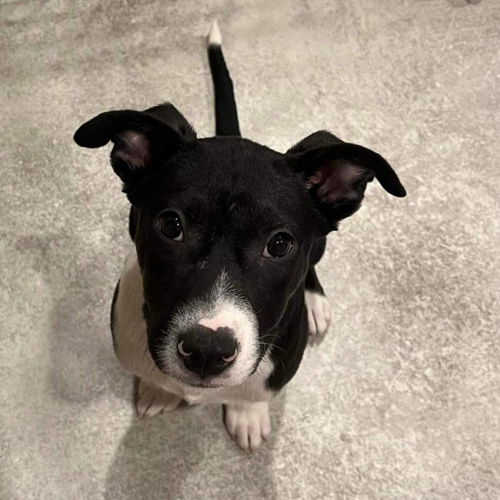 Skylar, an adoptable Mixed Breed in Mankato, MN, 56001 | Photo Image 5