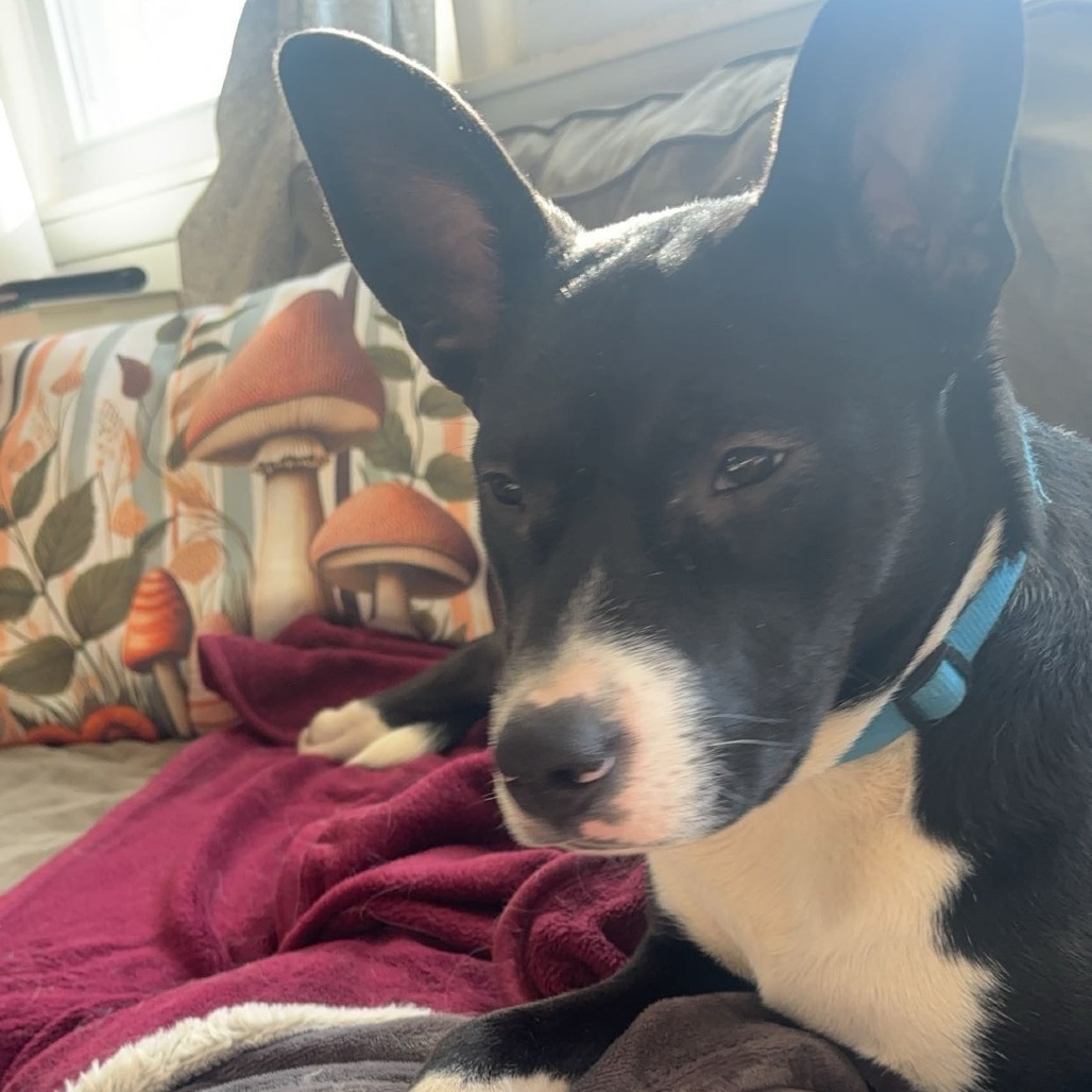 Skylar, an adoptable Mixed Breed in Mankato, MN, 56001 | Photo Image 5