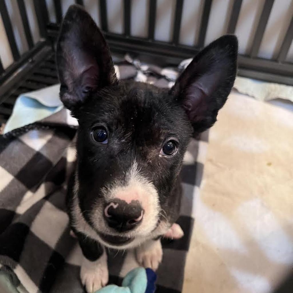 Skylar, an adoptable Mixed Breed in Mankato, MN, 56001 | Photo Image 6