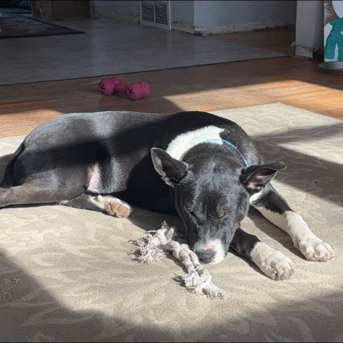 Skylar, an adoptable Mixed Breed in Mankato, MN, 56001 | Photo Image 6