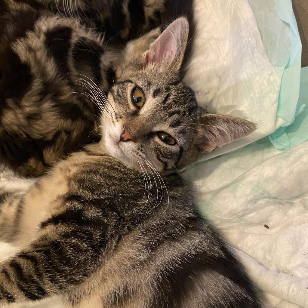 Geordi