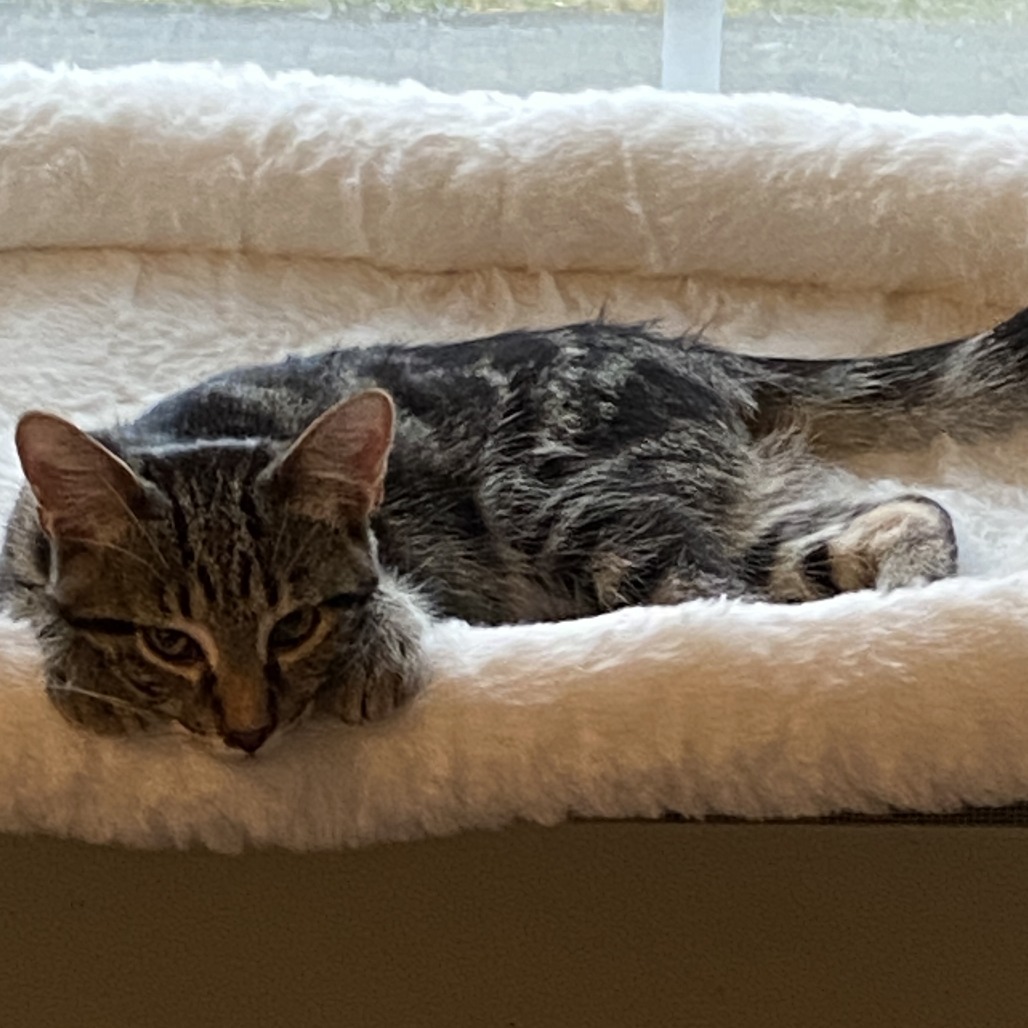 Geordi