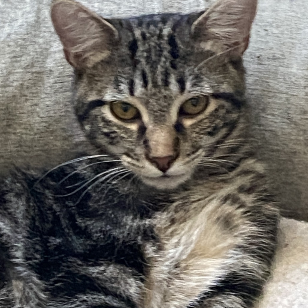 Geordi