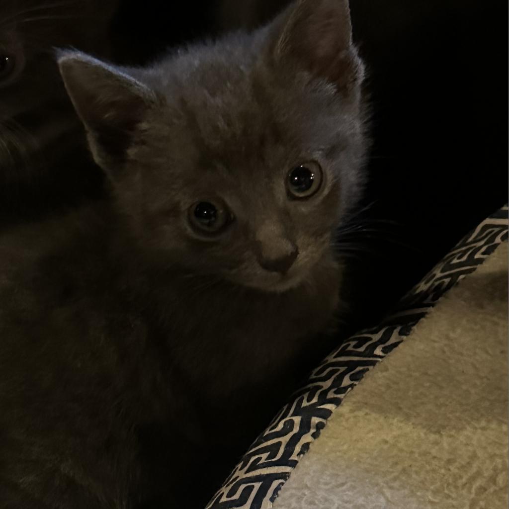 Gracie