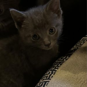 Gracie, Young Female Domestic Short Hair