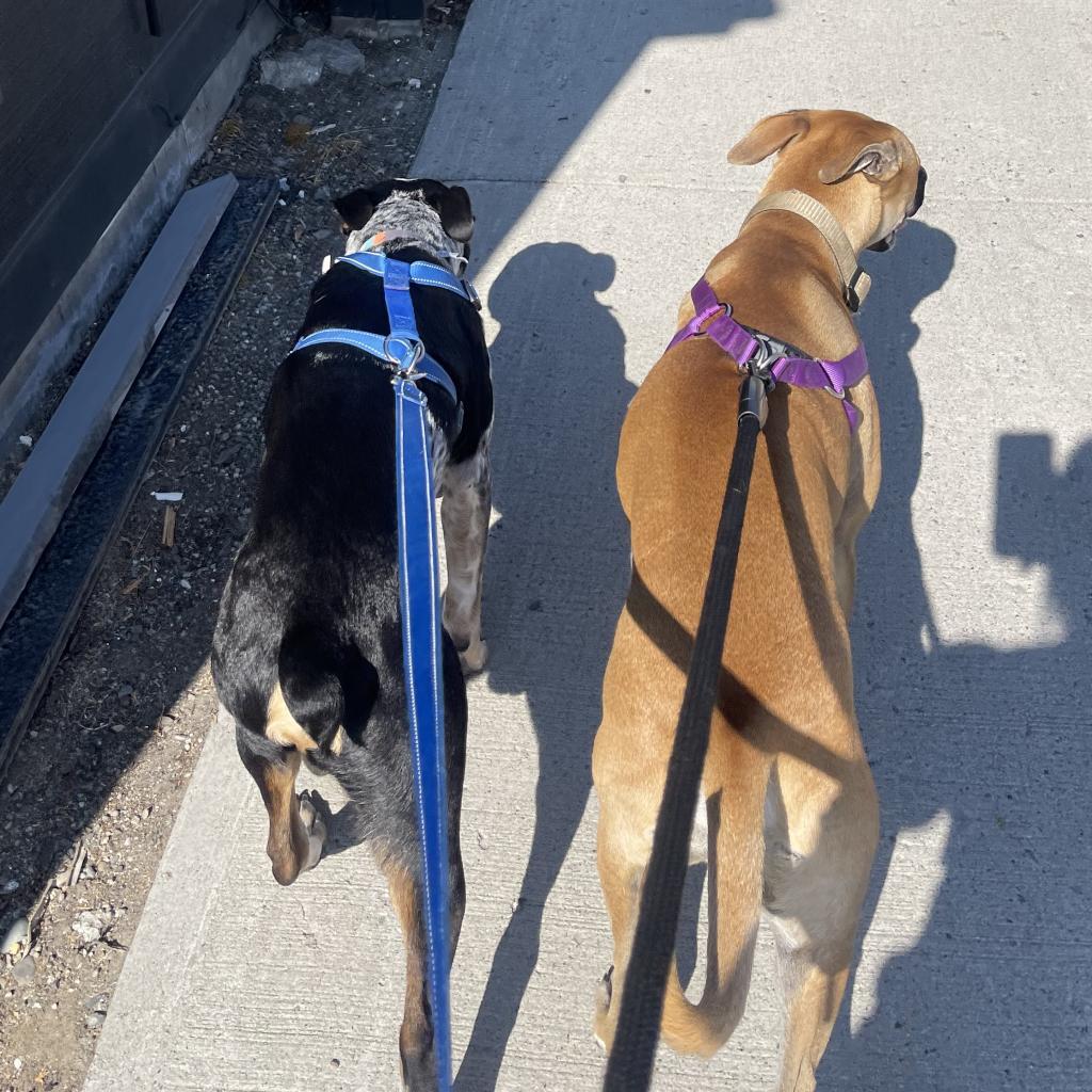 Milo, an adoptable Black Mouth Cur, Mixed Breed in Cashmere, WA, 98815 | Photo Image 3