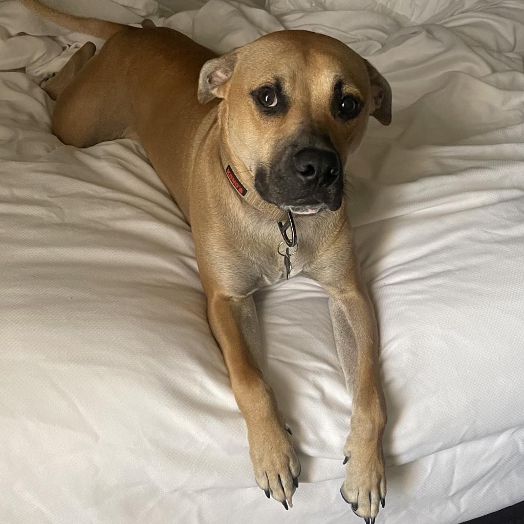 Milo, an adoptable Black Mouth Cur, Mixed Breed in Cashmere, WA, 98815 | Photo Image 8