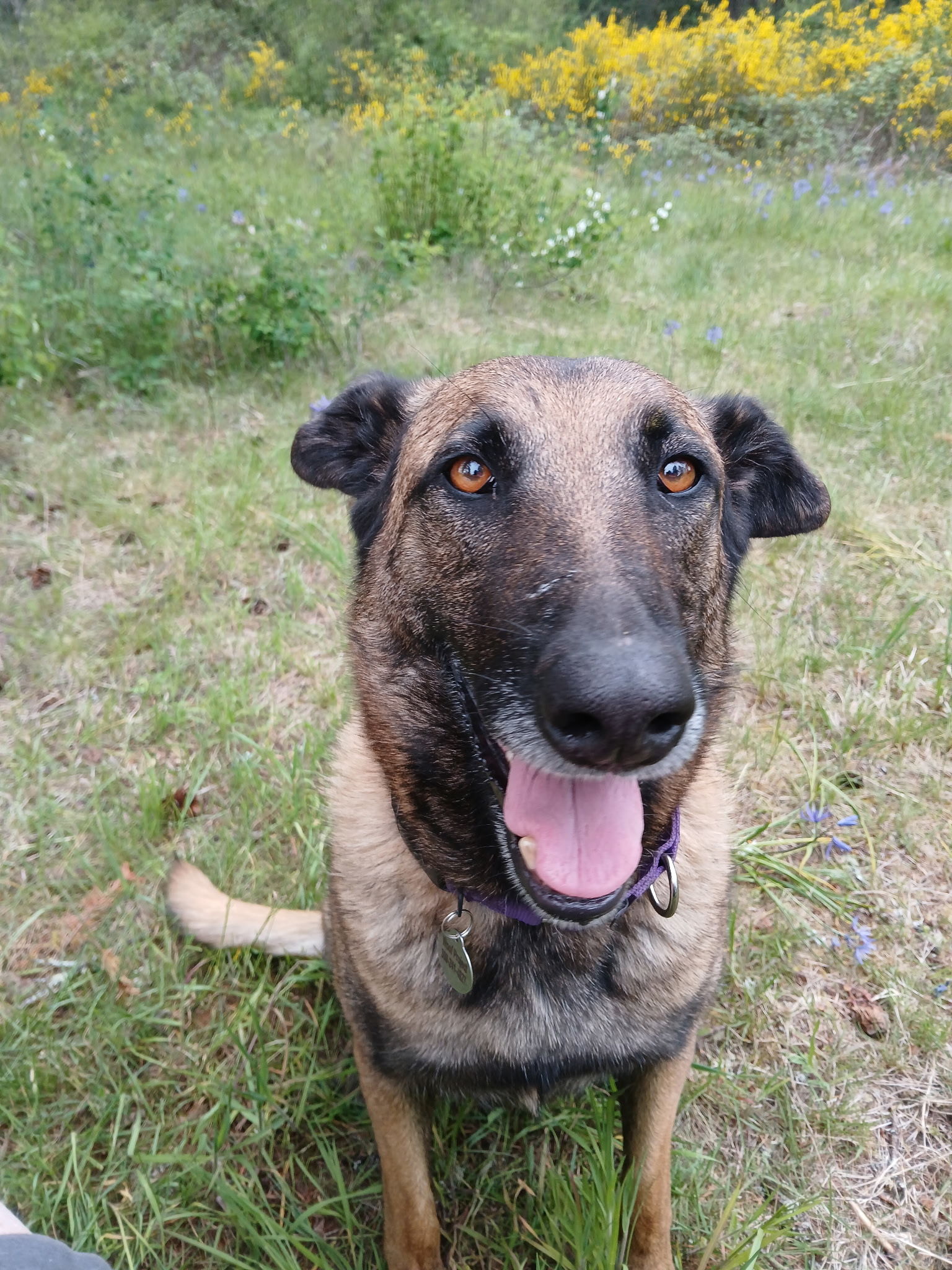 Mica, an adoptable Belgian Shepherd / Malinois in Vancouver, WA, 98686 | Photo Image 2