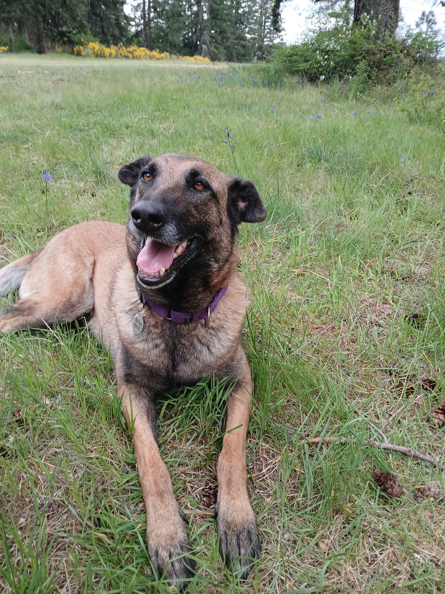 Mica