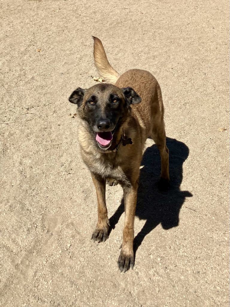 Mica, an adoptable Belgian Shepherd / Malinois in Vancouver, WA, 98686 | Photo Image 4