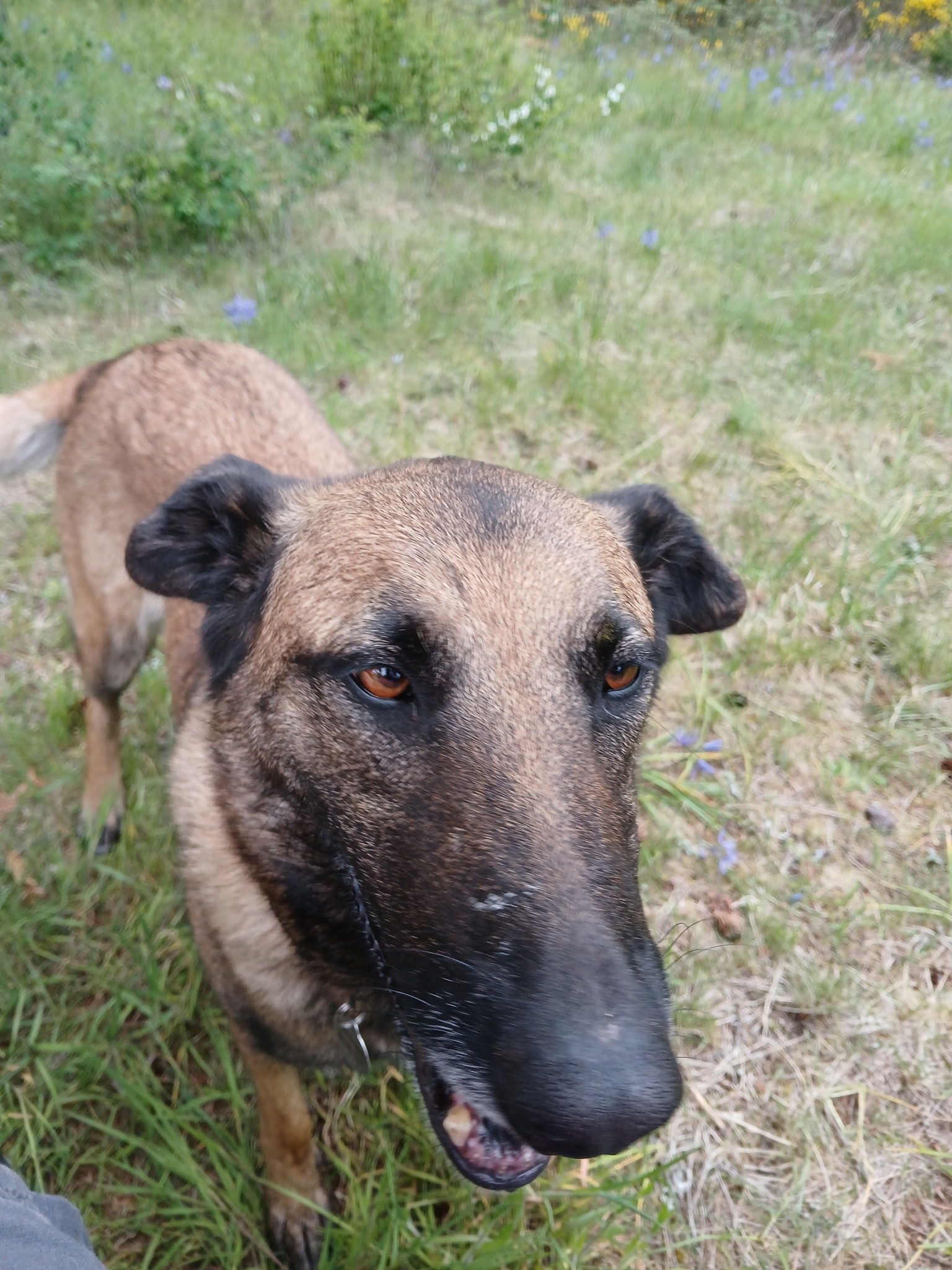 Mica, an adoptable Belgian Shepherd / Malinois in Vancouver, WA, 98686 | Photo Image 5