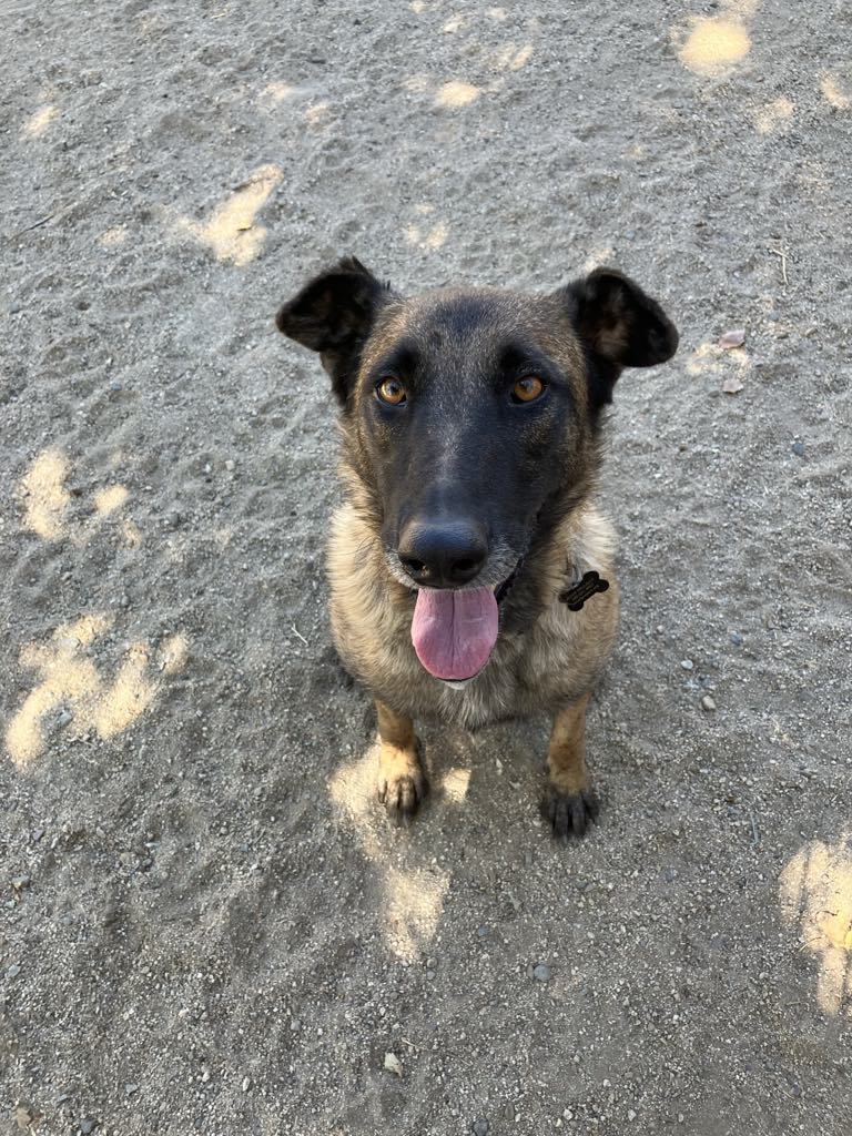 Mica, an adoptable Belgian Shepherd / Malinois in Vancouver, WA, 98686 | Photo Image 6