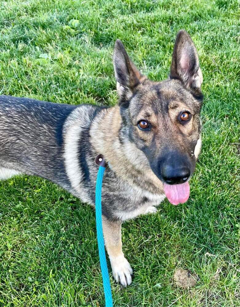 Sharona (aka Zena), an adoptable German Shepherd Dog in Suamico, WI, 54173 | Photo Image 1