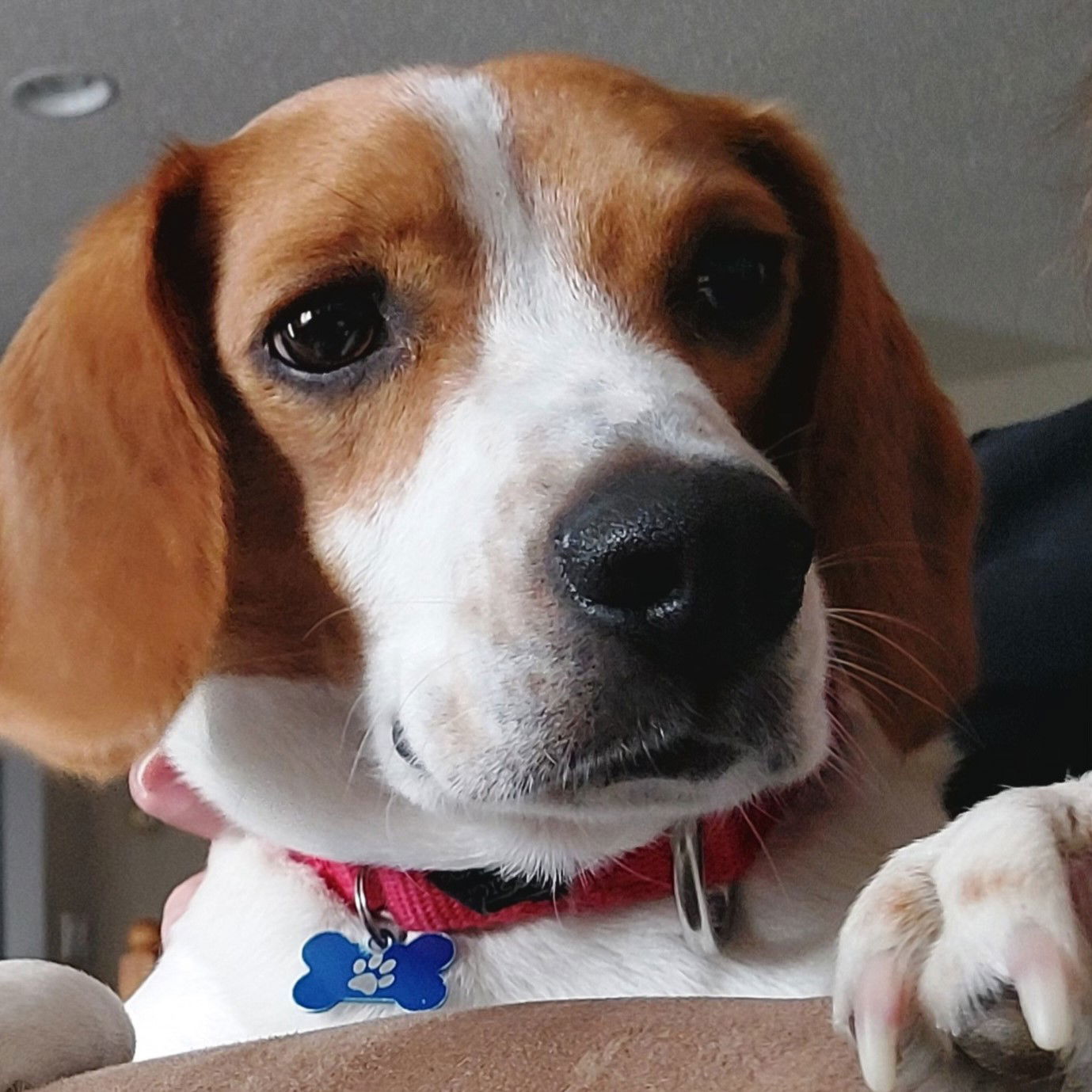 Crockett, an adoptable Beagle in Fargo, ND, 58103 | Photo Image 1