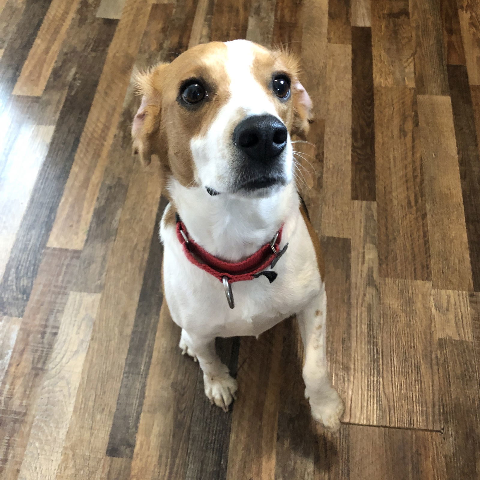 Crockett, an adoptable Beagle in Fargo, ND, 58103 | Photo Image 2