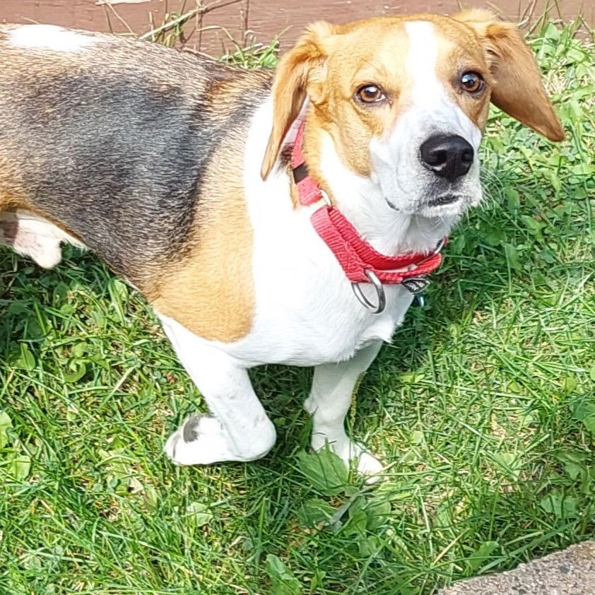 Crockett, an adoptable Beagle in Fargo, ND, 58103 | Photo Image 3