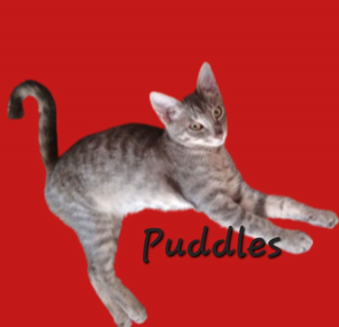 Puddles #rain-kitty