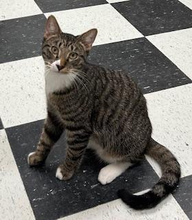 Bee, an adoptable Tabby in Perry, GA, 31069 | Photo Image 1
