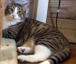 Bee, an adoptable Tabby in Perry, GA, 31069 | Photo Image 2