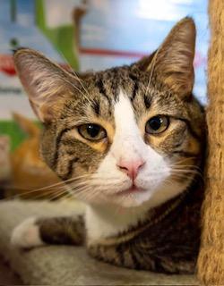 Bee, an adoptable Tabby in Perry, GA, 31069 | Photo Image 3