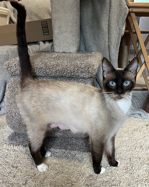 Helen - LE/LJ, an adoptable Domestic Short Hair, Snowshoe in Burlington, WA, 98233 | Photo Image 1