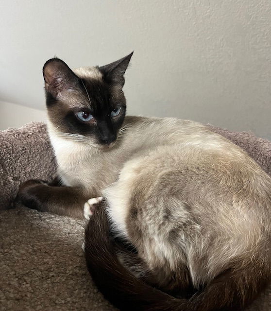 Helen - LE/LJ, an adoptable Domestic Short Hair, Snowshoe in Burlington, WA, 98233 | Photo Image 2