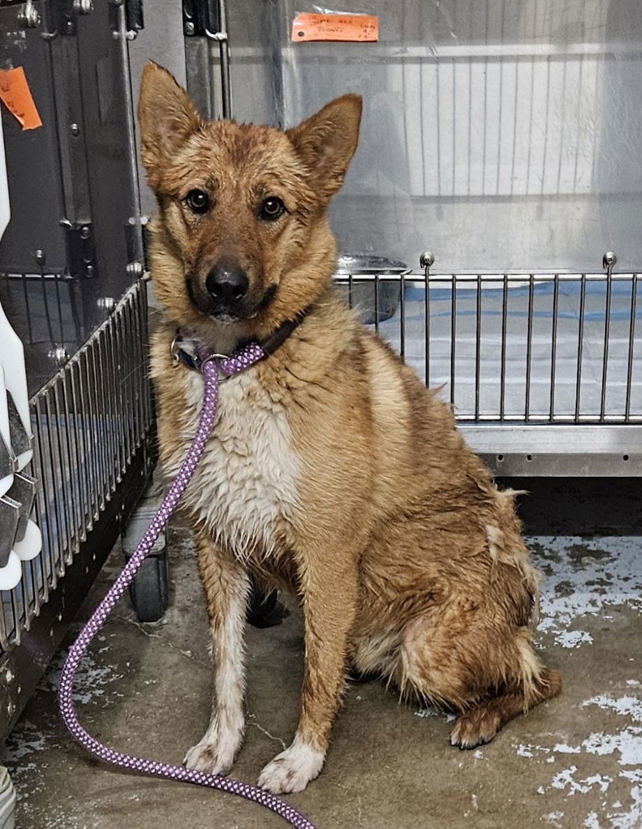 Atlas, an adoptable Australian Cattle Dog / Blue Heeler, Shepherd in El Centro, CA, 92243 | Photo Image 1