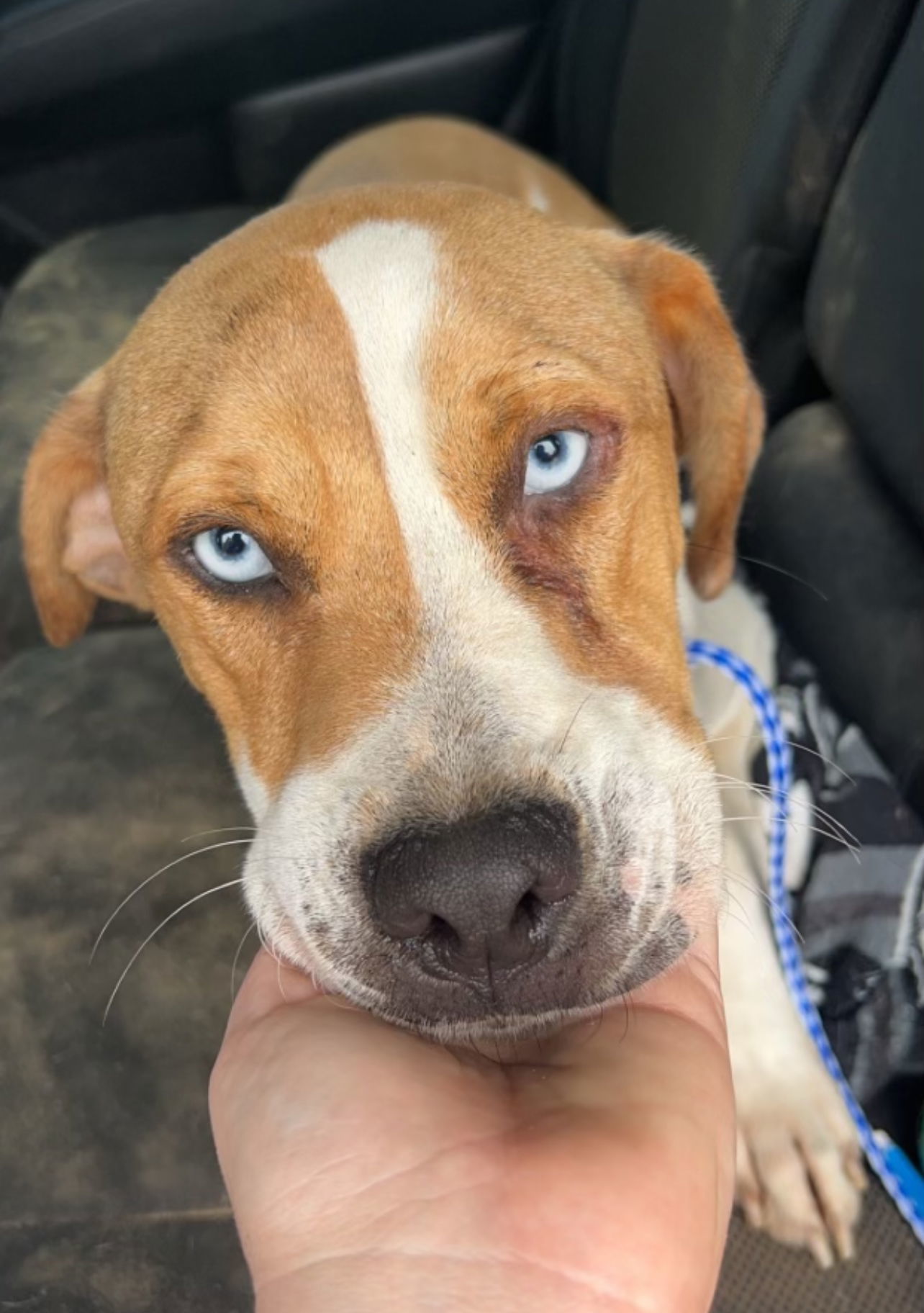 Bo, an adoptable Mixed Breed in Farmerville, LA, 71241 | Photo Image 1