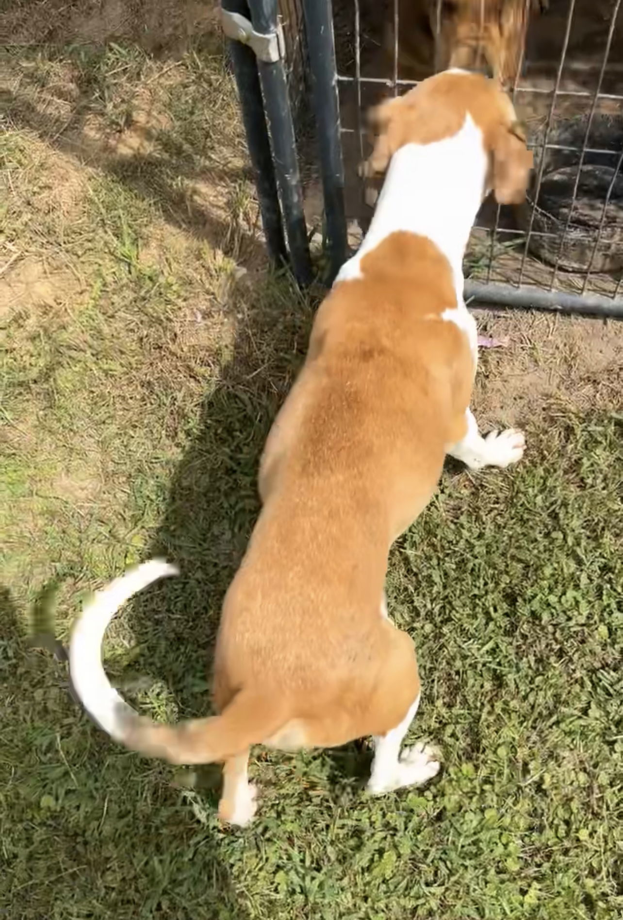 Bo, an adoptable Mixed Breed in Farmerville, LA, 71241 | Photo Image 2
