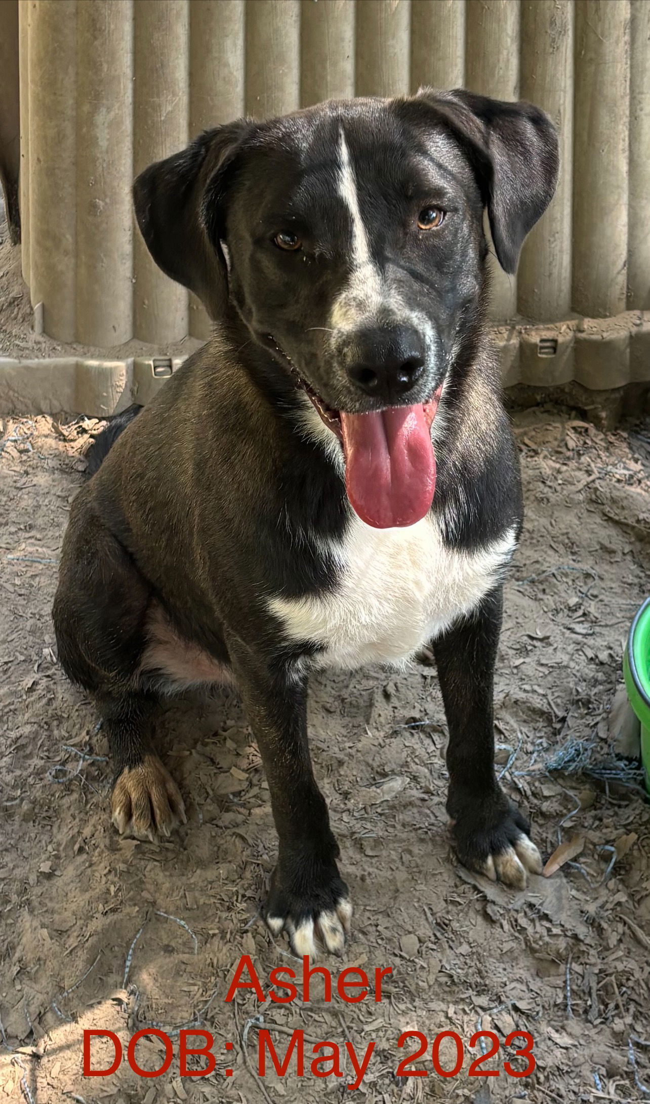 Asher, an adoptable Mountain Cur in Farmerville, LA, 71241 | Photo Image 1