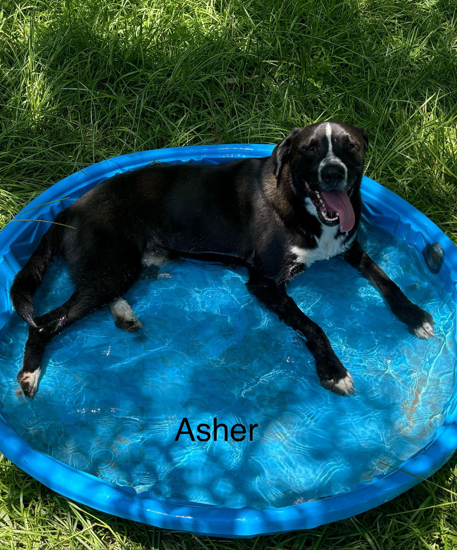 Asher, an adoptable Mountain Cur in Farmerville, LA, 71241 | Photo Image 2