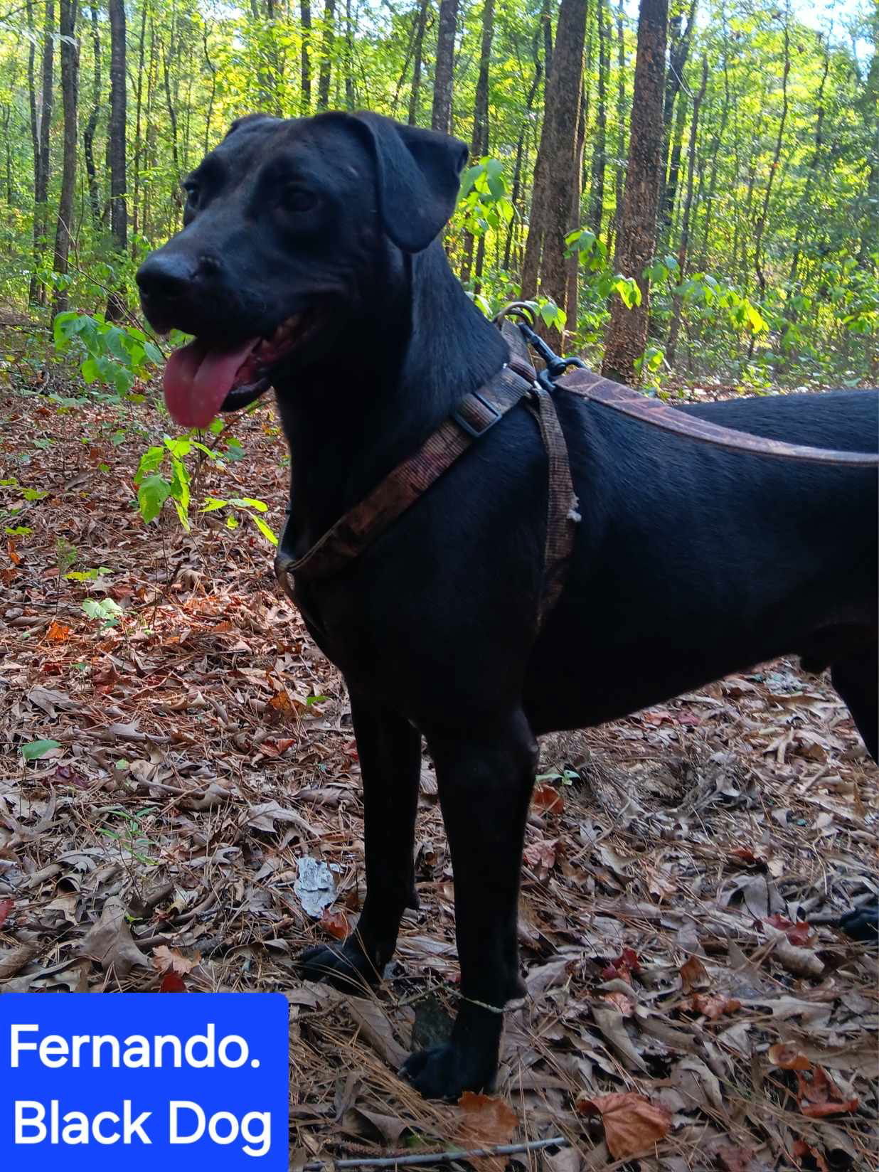 Fernando, an adoptable Labrador Retriever in Farmerville, LA, 71241 | Photo Image 1