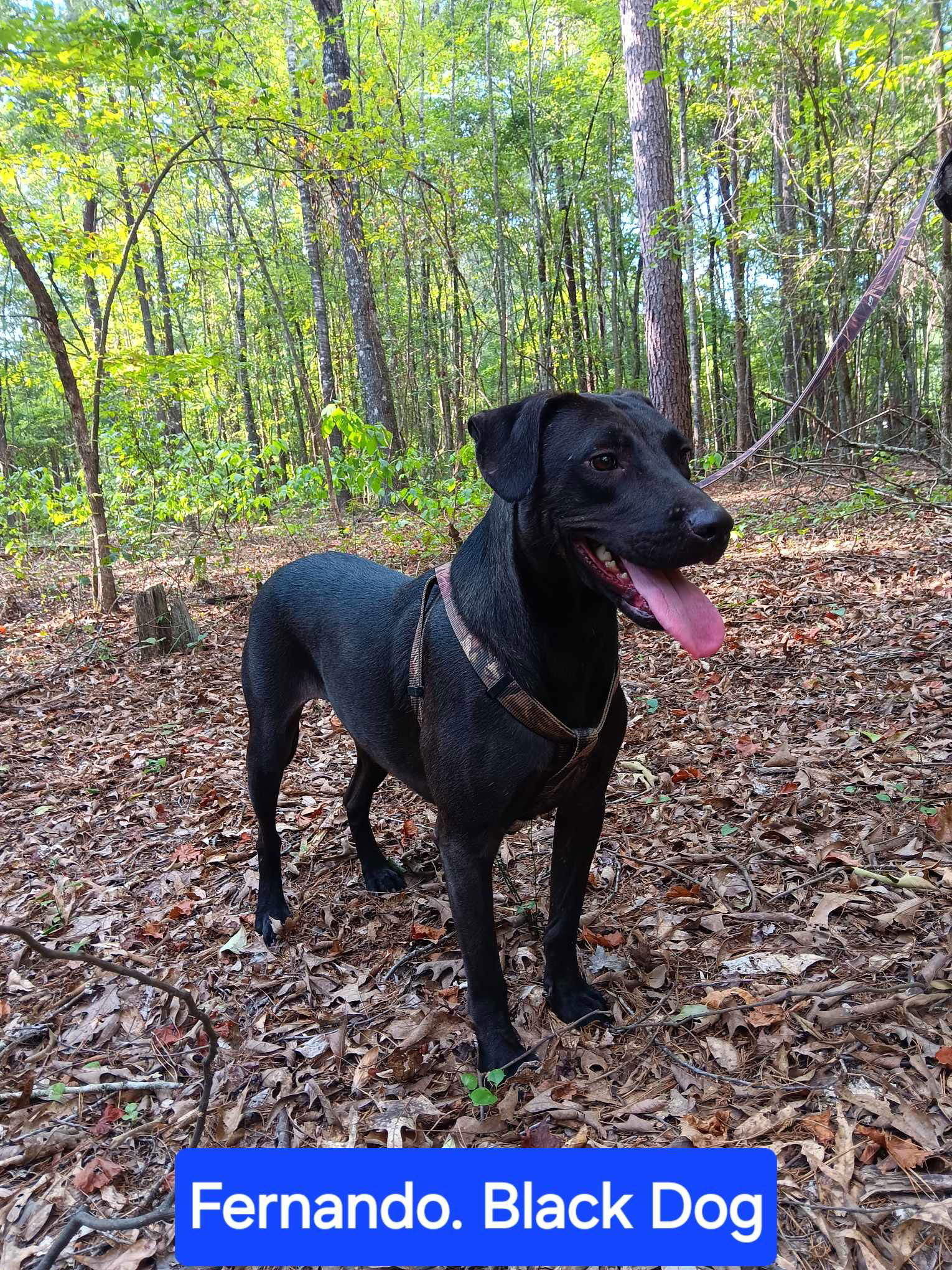 Fernando, an adoptable Labrador Retriever in Farmerville, LA, 71241 | Photo Image 2